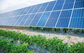 The Agrivoltaics Revolution: Japan's Solar Farms Nourishing Both Populations and Power Grids